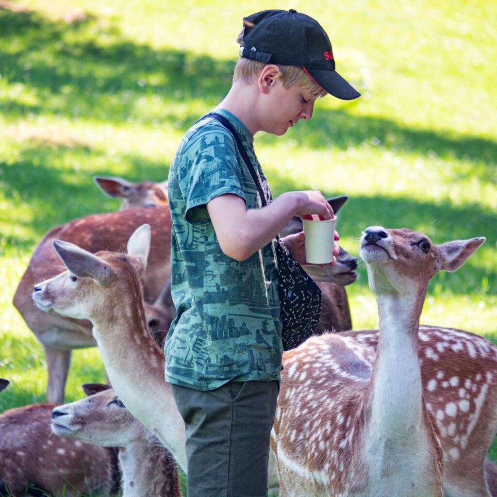 Biologisch abbaubare Pappbecher sind die optimalen Begleiter bei der Fütterung zahmer Wildtiere im Tierpark