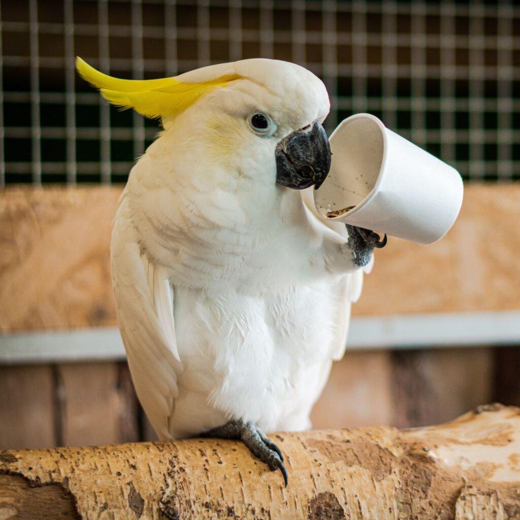 Nachhaltige Pappbecher sind der Hit im Vogelkäfig