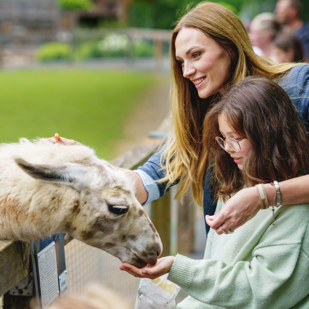 Lamas sind mit Futter aus nachhaltigen Behältern für Tierfutter gern deine Freunde.