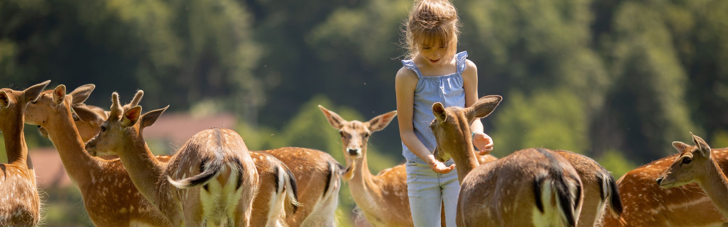 Rehe werden mit Futter aus nachhaltigen Pappbechern zu guten Freunden, die sich gerne streicheln lassen.